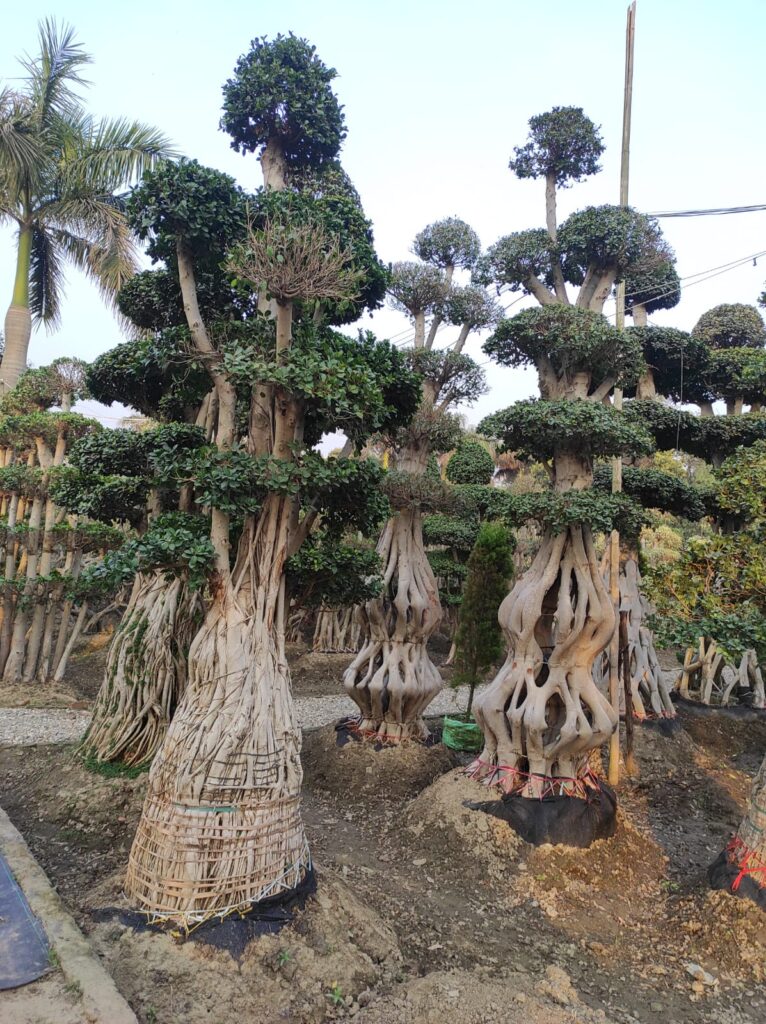IMG-20260712-WA0146